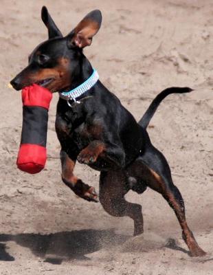 Book cover for Miniature Pinscher Dog Training Journal