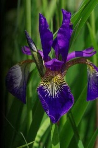 Cover of Lavender Iris