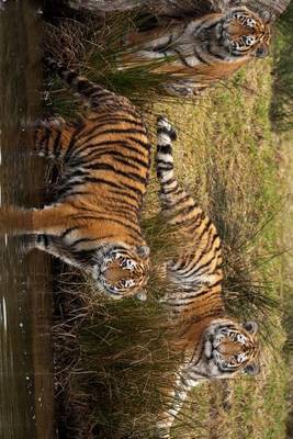 Book cover for Three Siberian Tigers Lounging by the Water