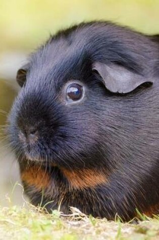 Cover of Jumbo Oversized Black Smooth Hair Guinea Pig