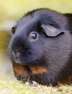 Book cover for Jumbo Oversized Black Smooth Hair Guinea Pig