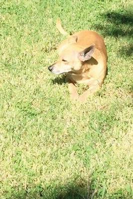 Book cover for Chiweenie in the Grass Chihuahua/Dachsund, for the Love of Dogs