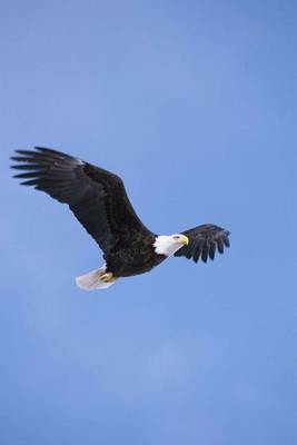 Book cover for Bald Eagle Soaring in the Sky Journal