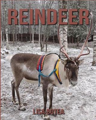 Book cover for Reindeer