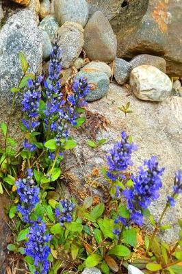 Book cover for Journal Purple Flowers Against Rocks