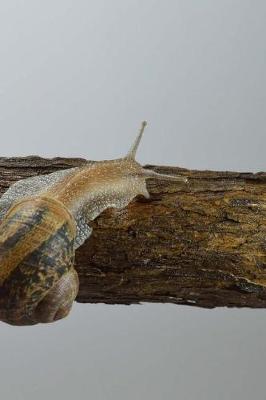 Book cover for Snail On a Branch Notebook