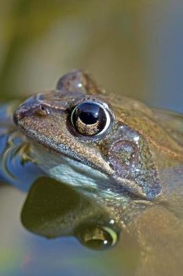 Book cover for Common Frog Peeking out of the Water Journal