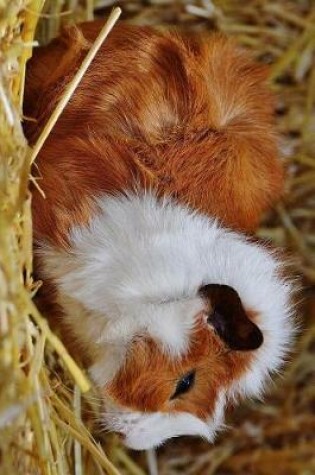 Cover of Fluffy Guinea Pig Resting on Hay Journal