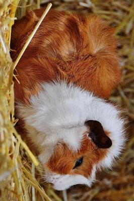 Book cover for Fluffy Guinea Pig Resting on Hay Journal