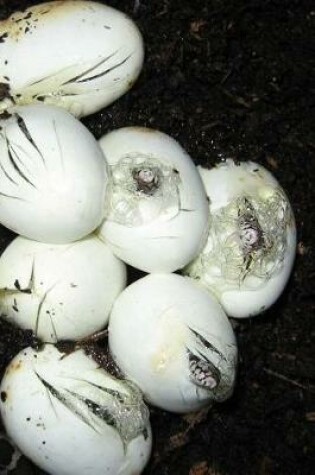 Cover of Snake Eggs and Hatchlings