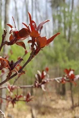 Cover of Journal First Spring Buds