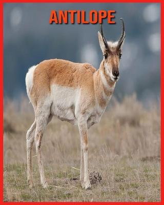 Book cover for Antilope