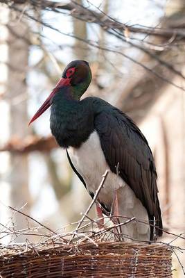 Book cover for Black Stork in a Nest Bird Journal