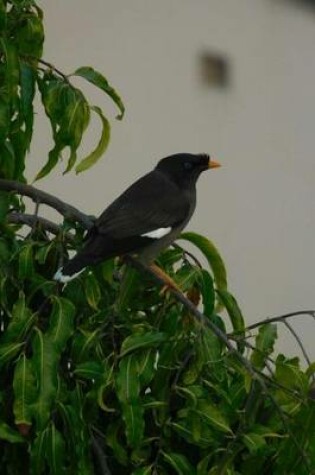 Cover of Jungle Myna Bird (Birds of the World)