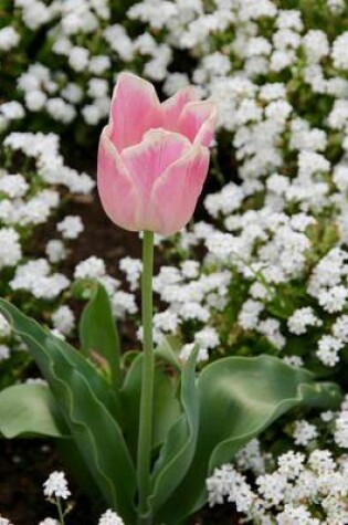 Cover of A Pink Tulip Flower Journal