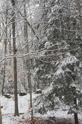 Cover of 2019 Weekly Planner Winter Photo Snow Covered Evergreen Branches 134 Pages