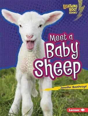 Cover of Meet a Baby Sheep