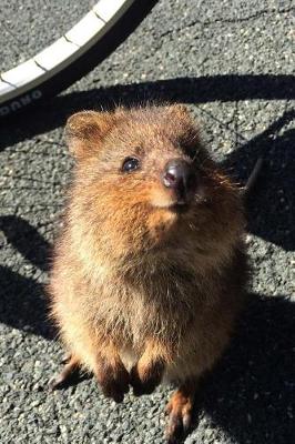 Book cover for Super Cute Quokka Journal