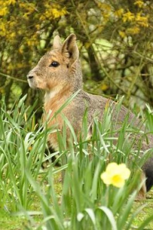 Cover of Patagonian Mara Journal