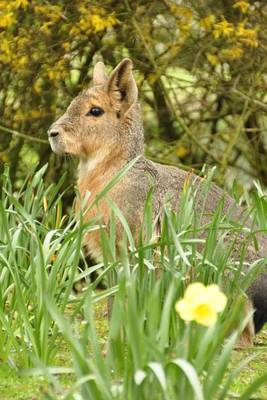 Book cover for Patagonian Mara Journal