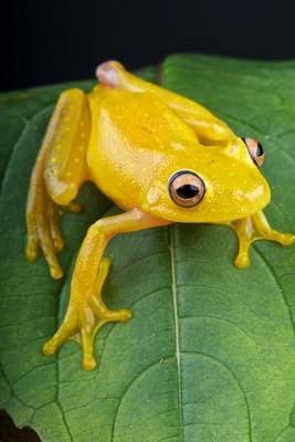 Book cover for Yellow Glass Frog Journal