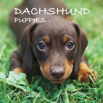 Book cover for Dachshund Puppies Calendar 2020