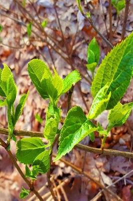 Cover of Spring Leaves Emerge Journal