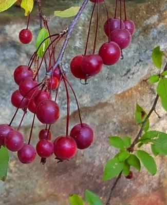 Cover of School Composition Book Fall Branches Red Berries 130 Pages