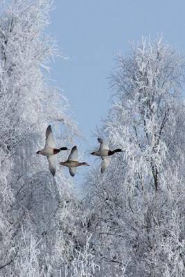 Book cover for Anas Platyrhynchos Mallard Ducks Flying in the Winter