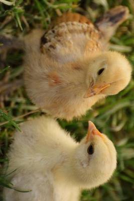 Book cover for A Couple of Hot Chicks