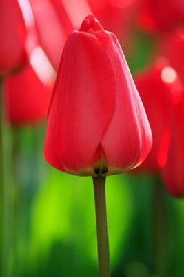 Book cover for A Single Red Tulip