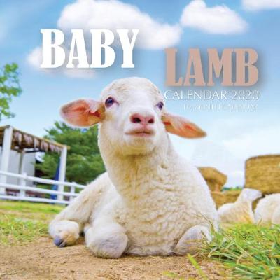 Book cover for Baby Lamb Calendar 2020