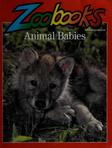 Book cover for Animal Babies