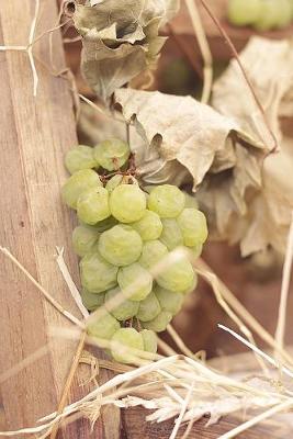 Book cover for Autumn Grapes in the Vineyard Journal
