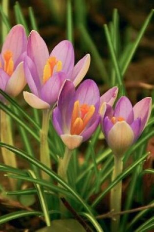 Cover of Wild Spring Crocus Flowers Journal