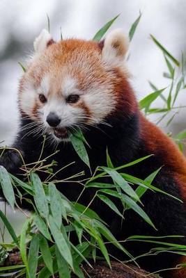 Book cover for Mind Blowing Cute Little Red Panda Eating Bamboo 150 Page lined journal