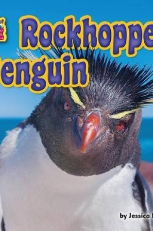 Cover of Rockhopper Penguin