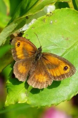 Cover of Meadow Brown Butterfly Maniola jurtina Insect Journal