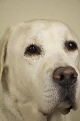 Book cover for My Labrador Retriever Notebook