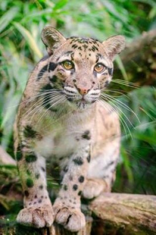 Cover of Clouded Leopard Big Cat Animal Journal