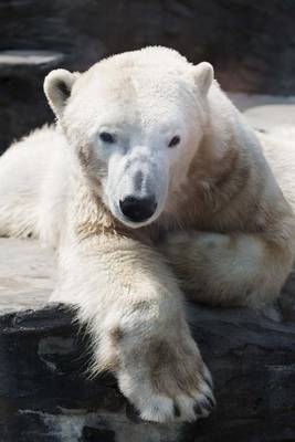 Book cover for Polar Bear Sitting (for the Love of Animals)