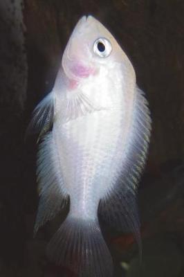 Book cover for Pink Convict Cichlid Amatitlania Nigrofasciata Journal