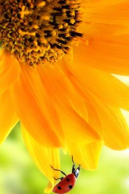 Book cover for Ladybug on a Sunflower