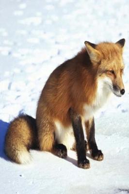 Book cover for Journal Winter Red Fox Snow