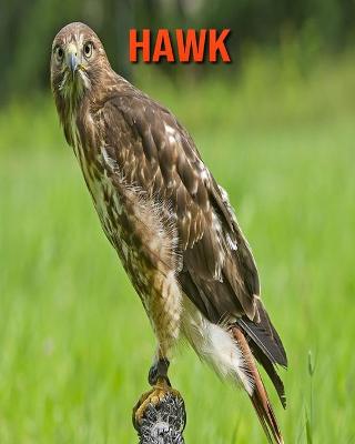 Book cover for Hawk