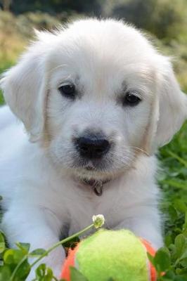 Book cover for Adorable Little Golden Retriever Puppy Dog with a Tennis Ball Journal