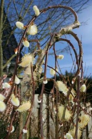 Cover of Pussy Willow Plants Journal