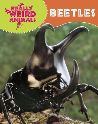 Book cover for Really Weird Animals: Beetles