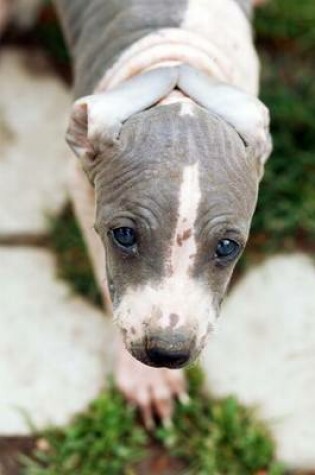 Cover of The American Hairless Terrier Puppy Dog Journal