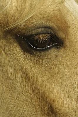 Book cover for 2020 Daily Planner Horse Photo Equine Eye 388 Pages